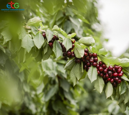 Royal Dawn Cherry