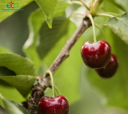 Nordwunder Cherry
