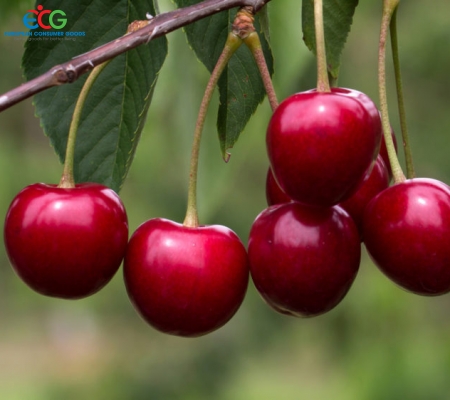 QUẢ CHERRY REGINA TƯƠI 5KG - Xuất xứ Australia